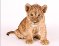 Photo of a small lion cub. The little king of beasts sits in a photo studio. Beautiful little lion. Funny lion. Lion cub close up. Royalty Free Stock Photo