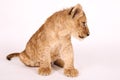 Photo of a small lion cub. The little king of beasts sits in a photo studio. Beautiful little lion. Funny lion. Lion cub close up. Royalty Free Stock Photo