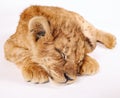 Photo of a small lion cub. The little king of beasts is sleeping. Sleeping lion cub.