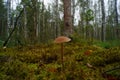 Photo of a little toadstool growing in forest moss.