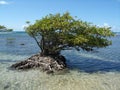 A photo of a small mangrove