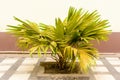 Photo of small palm tree Royalty Free Stock Photo