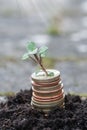 Photo of small plant growing from coins or money Royalty Free Stock Photo