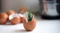 A photo of a small plant growing in an egg shell. DEcoration ideas. Royalty Free Stock Photo