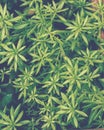 small plants in the garden Royalty Free Stock Photo