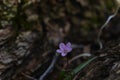 Small purple wildflower