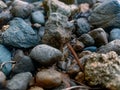 photo of small rocks around the yard