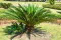 Photo of small sago palm Royalty Free Stock Photo