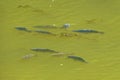 Small shoal of fish swimming in the murky green water