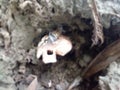 photo of a small snail crawling on a mushroom in a hole in the ground Royalty Free Stock Photo