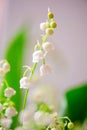 Photo of a small white flower lily of the valley Royalty Free Stock Photo