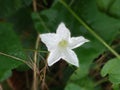 photo of a small white flower in the shape of a pentagon on the edge of the garden