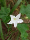 photo of a small white flower in the shape of a pentagon on the edge of the garden