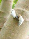 photo of a small white snail making love on a papaya stemÃ¯Â¿Â¼