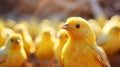 photo of small yellow chicks closeup on farm background, volumetric lighting Royalty Free Stock Photo