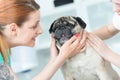 Smiling young veterinary doctor and girl stroking pug at hospital Royalty Free Stock Photo