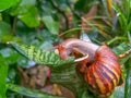 photo of a snail crawling on leaves Royalty Free Stock Photo