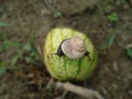 Photo of a snail crawling on a piece of rotten watermelonÃ¯Â¿Â¼ Royalty Free Stock Photo