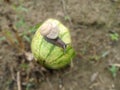 Photo of a snail crawling on a piece of rotten watermelonÃ¯Â¿Â¼ Royalty Free Stock Photo