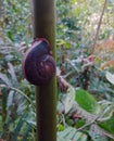 This is a photo of a snail that has a unique color