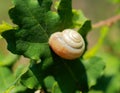 Photo snail on oak leaf