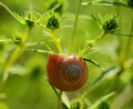 Photo snail on prickly plant