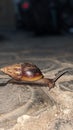 photo of a snail walking at night