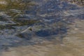Photo of the snake Natrix Tessellata known as water soup is swimming in shallow water of the river Royalty Free Stock Photo