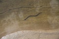 Photo of the snake Natrix Tessellata known as water soup is swimming in shallow water of the river. Shell paths are visible on the Royalty Free Stock Photo