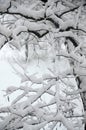 Photo of snow covered tree branches in a cold winter season. Trees during a heavy snowfall Royalty Free Stock Photo