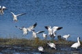 A photo of Snow Geese toching down to the wetland.