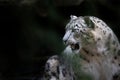 Snow Leopard Snarling Through the Trees