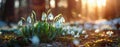 Photo of Snowdrops in the spring forest