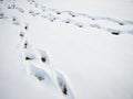 Snowfield and Footprint