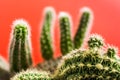 Photo with soft focus of cactus bizarre shape on trendy red background.