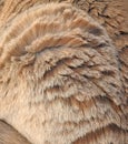 Pedigree cat fur coat soft background texture Royalty Free Stock Photo