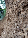 This is a photo of soil mixed with rocks