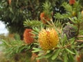 Banksia tree flowering