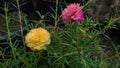 purslane flowers bloom Royalty Free Stock Photo