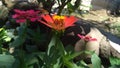 a photo of some red zinnia flowers that are blooming in a garden looks very, very beautiful Royalty Free Stock Photo