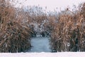 Photo of some reed near a lake covered with snow