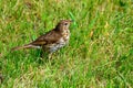 Song Thrush, Turdus philomelos, Mikulov, South Moravia, Czech Republic