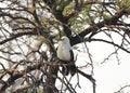 A photo of a southern pied babbler Royalty Free Stock Photo