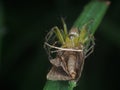 Photo of Spider eat a butterfly for breakfast