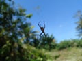 photo of spider hanging from its nest in the forest Royalty Free Stock Photo