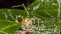 Spider on leaf with raindrops Royalty Free Stock Photo