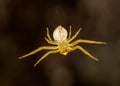 Spider Thomisus hanging from the web extreme close up - abdomen view