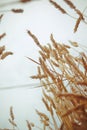 Photo of spikelets of wheat from below against the sky