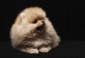 Photo of spitz dog sitting and looking up isolated on black background