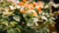 Blurry background of flower plants in the garden